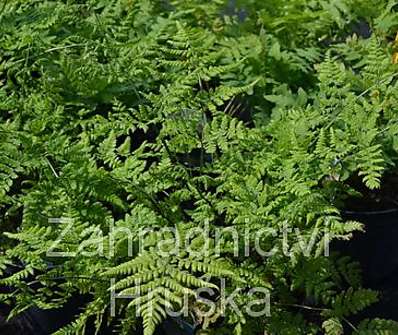 papratka - Athyrium filix- femina