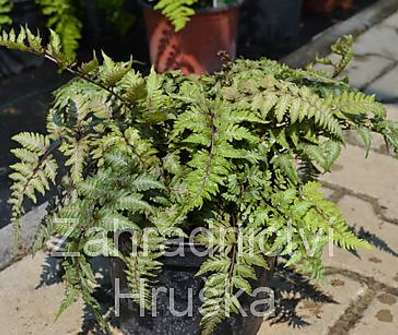 papratka - Athyrium niponicum Pictum