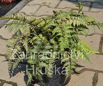 papratka - Athyrium niponicum Pictum