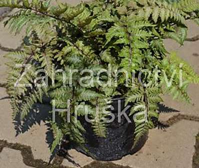 papratka - Athyrium niponicum Pictum