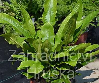 jelení jazyk - Asplenium scolopendrium