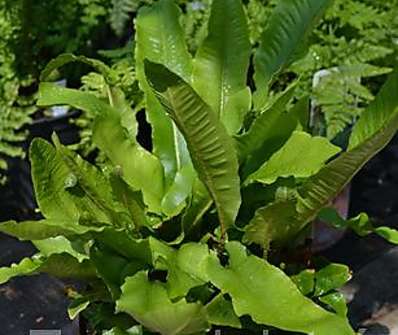 jelení jazyk - Asplenium scolopendrium