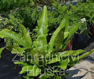 jelení jazyk - Asplenium scolopendrium