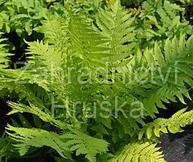 pérovník - Matteucia struthiopteris