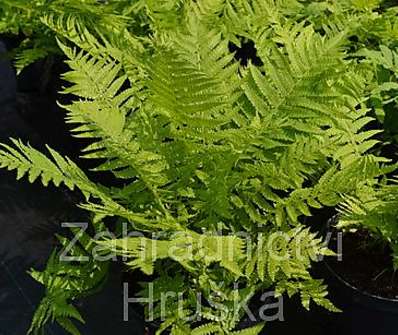 pérovník - Matteucia struthiopteris