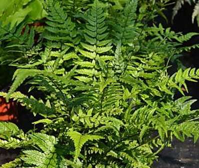 kapradina - Polystichum tsus-simense