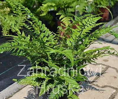 kapradina - Polystichum tsus-simense