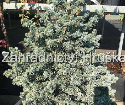jedle - Abies lasiocarpa 'Compacta'.