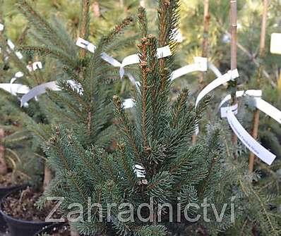smrk - Picea abies 'Cupressina'