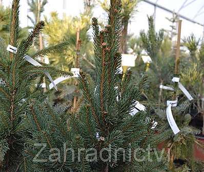smrk - Picea abies 'Cupressina'