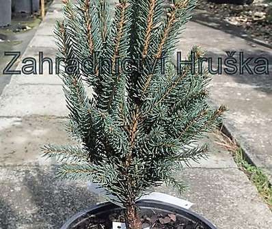 smrk - Picea abies 'Cupressina'