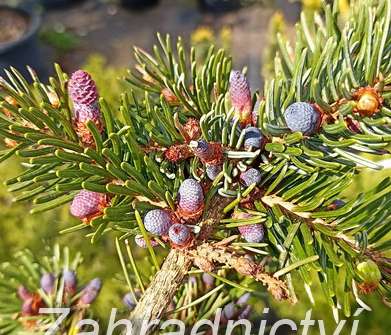 smrk - Picea omorika 'Pendula Bruns'