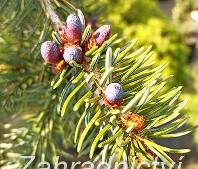 smrk - Picea omorika 'Pendula Bruns'