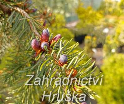 smrk - Picea omorika 'Pendula Bruns'