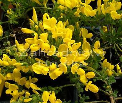 čilimník - Cytisus decumbens