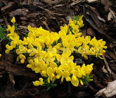 čilimník - Cytisus decumbens