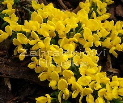 čilimník - Cytisus decumbens