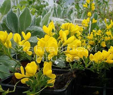 čilimník - Cytisus decumbens