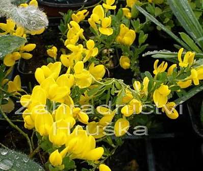 čilimník - Cytisus decumbens