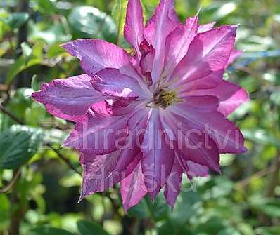 plamének - Clematis 'Kaen'