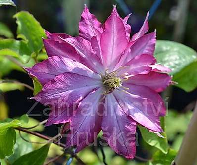 plamének - Clematis 'Kaen'