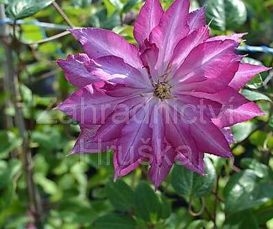 plamének - Clematis 'Kaen'