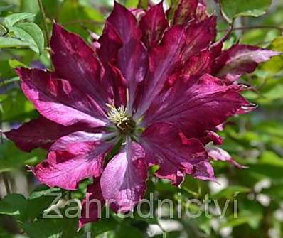 plamének - Clematis 'Kaen'