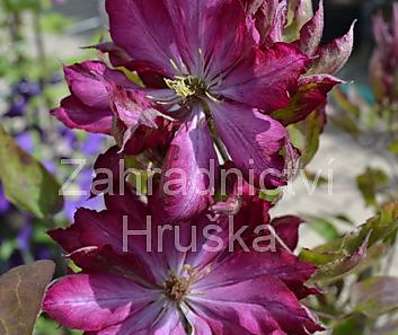 plamének - Clematis 'Kaen'