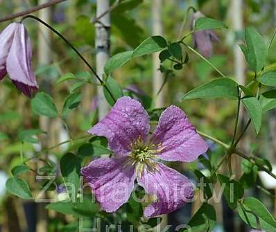 plamének - Clematis 'Krakowiak'