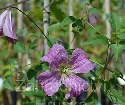 plamének - Clematis 'Krakowiak'