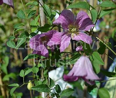 plamének - Clematis 'Krakowiak'