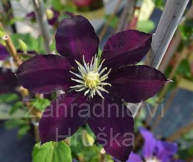 plamének - Clematis 'The Vagabond'