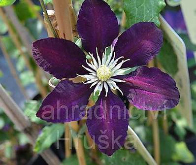 plamének - Clematis 'The Vagabond'