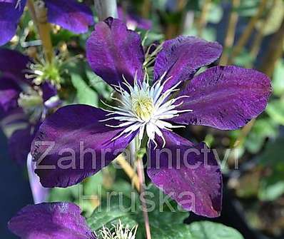 plamének - Clematis 'The Vagabond'