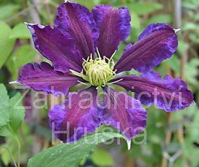 plamének - Clematis 'The Vagabond'