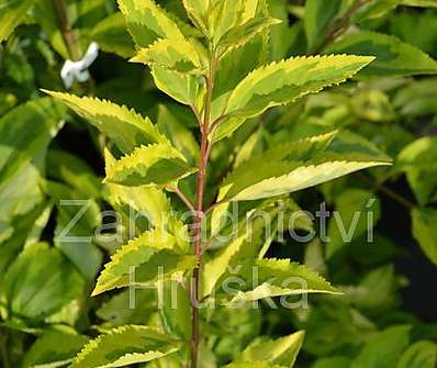 zlatice - Forsythia intermedia 'Golden Times'