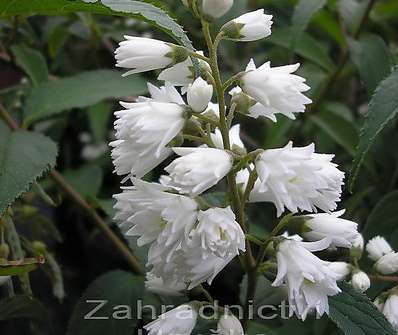 trojpuk - Deutzia gracilis