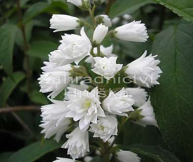 trojpuk - Deutzia gracilis