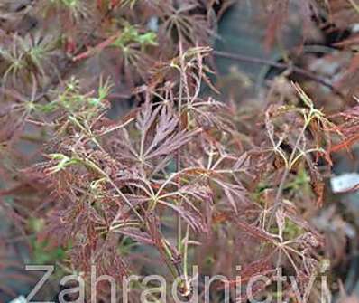 javor - Acer palmatum 'Dissectum Nigrum'
