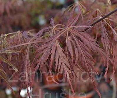 javor - Acer palmatum 'Dissectum Nigrum'