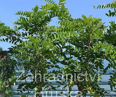 akát - Robinia pseudoacacia 'Umbraculifera'