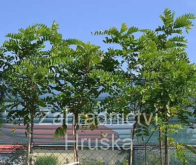 akát - Robinia pseudoacacia 'Umbraculifera'