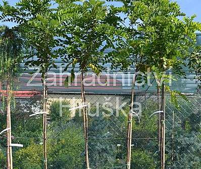 akát - Robinia pseudoacacia 'Umbraculifera'