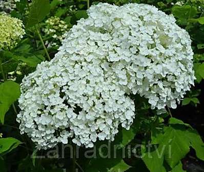 hortenzie - Hydrangea arborescens 'Anabelle'