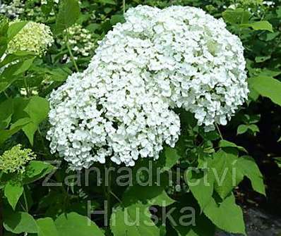hortenzie - Hydrangea arborescens 'Anabelle'