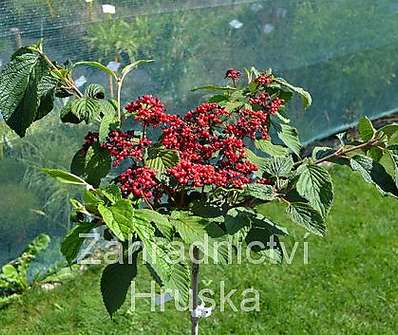 kalina - Viburnum plicatum 'Mariesii'