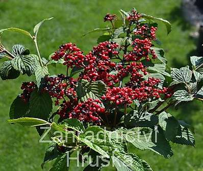 kalina - Viburnum plicatum 'Mariesii'