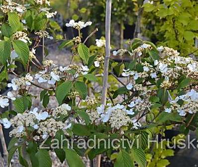 kalina - Viburnum plicatum 'Mariesii'