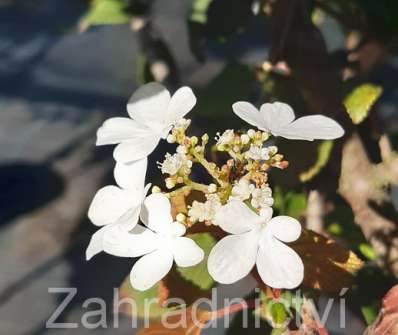 kalina - Viburnum plicatum 'Mariesii'