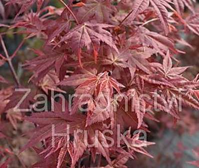 javor - Acer palmatum 'Corallinum'